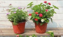 冠县受骗爆料事件视频最新,揭开网络诈骗黑幕，受害者心声引关注